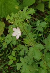 Pavonia zeylanica
