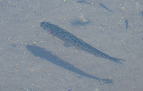Eagle Lake rainbow trout