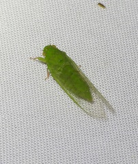 Guineapsaltria flava