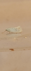 Elachista argentella
