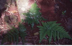 Parapolystichum calanthum
