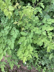 Thalictrum aquilegiifolium