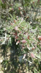 Astragalus spinosus