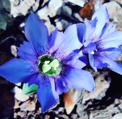 Gentiana squarrosa