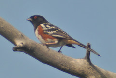 Pipilo maculatus arcticus