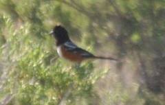 Pipilo maculatus montanus