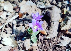 Gentiana squarrosa