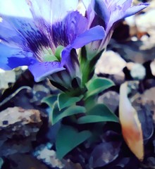 Gentiana squarrosa