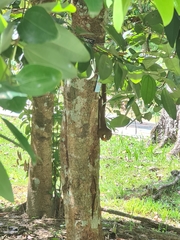 Callosciurus notatus