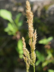 Polypogon fugax