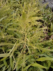 Asparagus schoberioides