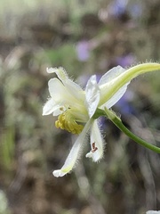 Delphinium xantholeucum