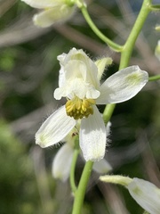 Delphinium xantholeucum