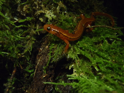Eurycea wilderae