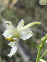 Delphinium xantholeucum