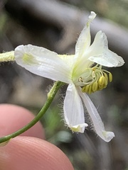 Delphinium xantholeucum