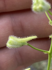 Delphinium xantholeucum