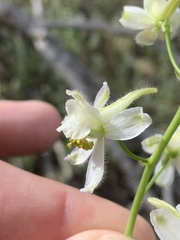 Delphinium xantholeucum