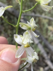 Delphinium xantholeucum
