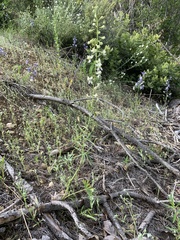 Delphinium xantholeucum