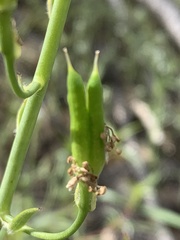 Delphinium xantholeucum