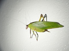 Ephippitytha kuranda