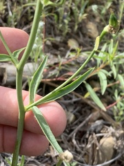 Delphinium xantholeucum