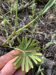Delphinium xantholeucum