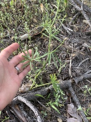 Delphinium xantholeucum
