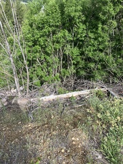 Delphinium xantholeucum