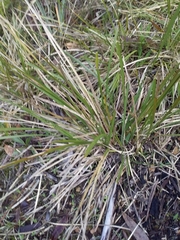 Lomandra densiflora