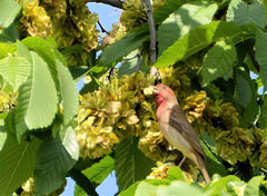 Carpodacus erythrinus