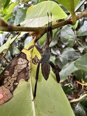 Pseudomictis obtusispinus