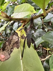 Pseudomictis obtusispinus