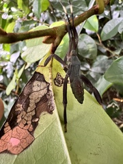 Pseudomictis obtusispinus