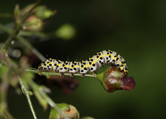 Cucullia scrophulariae