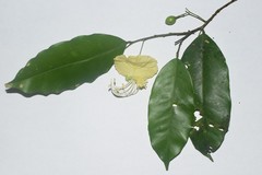 Swartzia costaricensis image