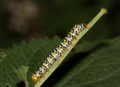 Cucullia scrophulariae