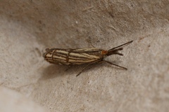 Chrysocrambus