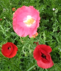 Papaver