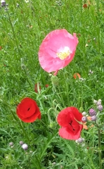 Papaver