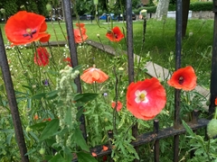 Papaver