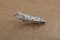 Ethmia terminella