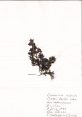 Ceramium rubrum