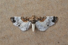 Eupithecia breviculata