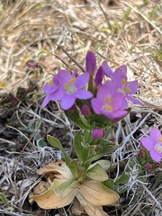 Centaurium littorale