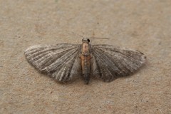 Eupithecia haworthiata