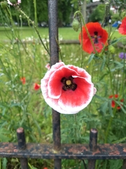 Papaver
