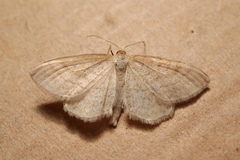 Idaea macilentaria