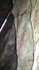 Sphenomorphus puncticentralis